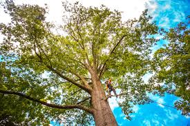 How Our Tree Care Process Works  in  La Grulla, TX