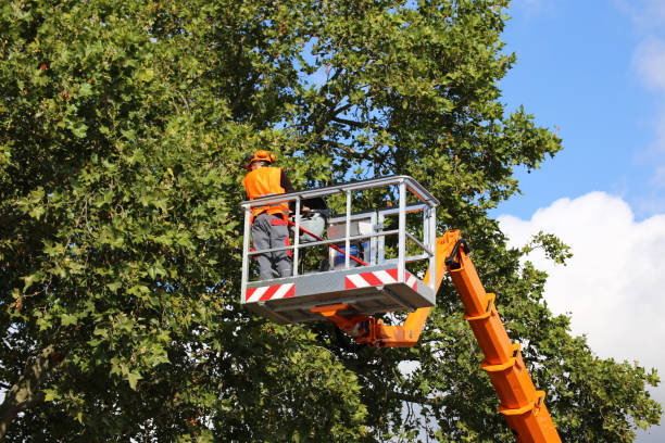 Best Tree Preservation Services  in La Grulla, TX