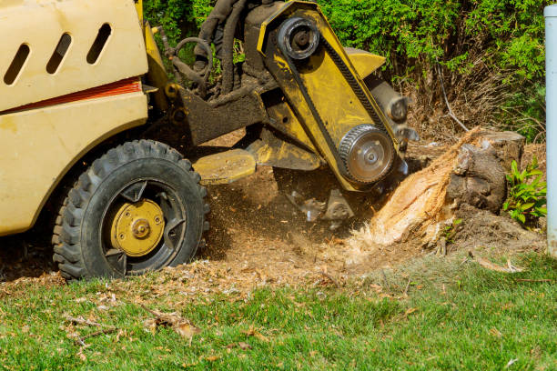 Trusted La Grulla, TX Tree Services Experts
